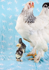 Adult Brahma chicken with two young