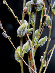 wielkanocna bazie © Lasa