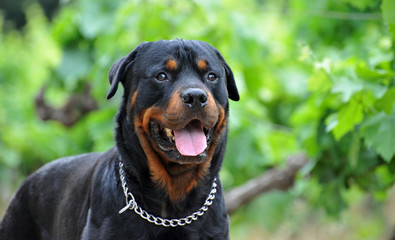 rottweiler en pleine nature