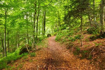 Mountain forest in Pyrenees, France