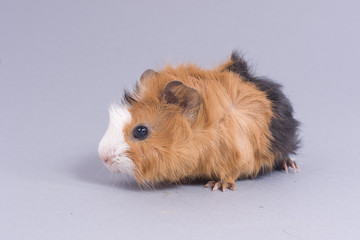 bébé cochon d'inde rosette sur fond gris