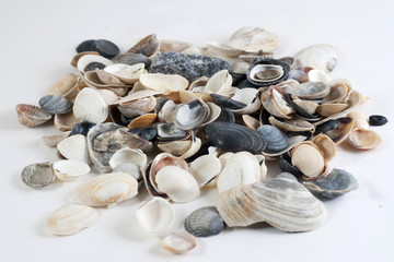 shells