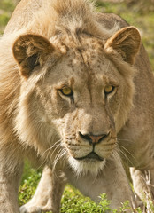 Lion Ready to Charge