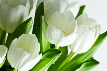 Fototapety  Białe tulipany