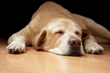 dog asleep on the floor