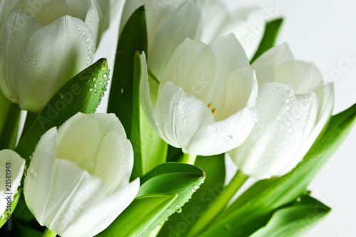 белые тюльпаны без смс
