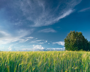 meadow and tree landscape