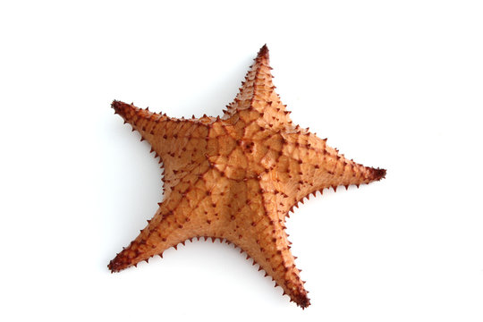Etoile de mer sur fond blanc.