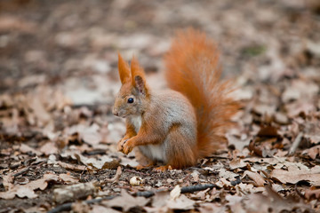 Naklejka na ściany i meble Closeup of red squirrel posing at the park