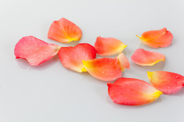 Flower petals of a rose