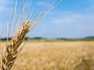 Corn field corn with barley