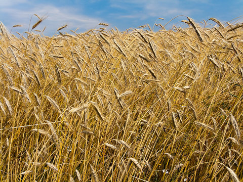 Barley field in summer