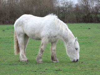Percheron