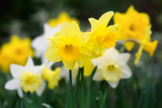 Variety of yellow and white trumpet daffodils