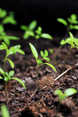 sprout of tomato