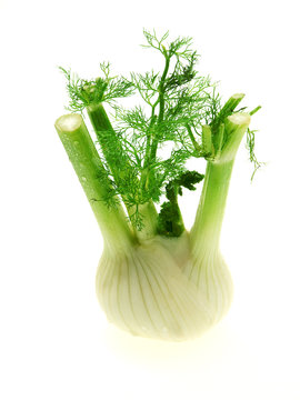 fenchel geh&ouml;rt zu fisch