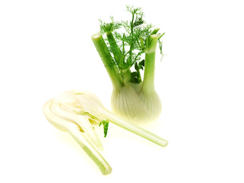 fennel belongs to fish