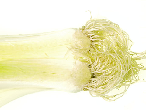 leek roots