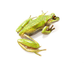 frosch