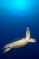 Tableaux ronds sur aluminium brossé Tortue Underwater Sea Turtle