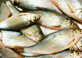 Fresh small fish close up background