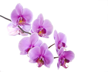 Pink orchid isolated with copy space