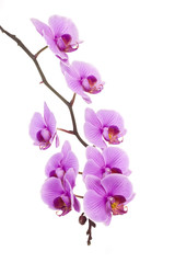 Fototapeta na wymiar Pink orchid isolated with copy space