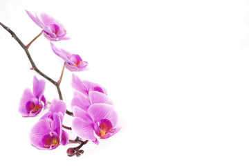 Fototapeta na wymiar Pink orchid isolated with copy space