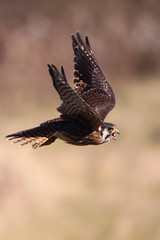 Kestrel In Flight