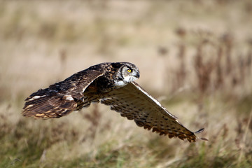 Great Horned Owl In Flight