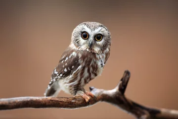 Foto op Plexiglas Uil Nieuwsgierige Saw-Whet Owl tegen onscherpe achtergrond.