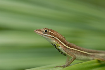 Anolis auratus - (polychrotidae sauria)