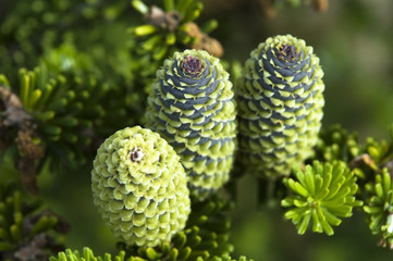 pine branch with cone