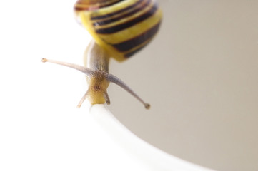 snail