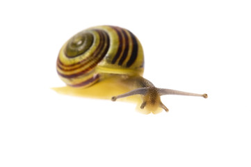 snail