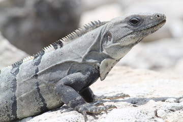 Fototapeta premium Leguan