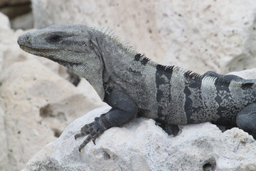 Leguan