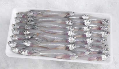 Bilis tambaga fish