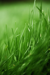 Fototapeta na wymiar Background of fresh grass, shallow depth of field.