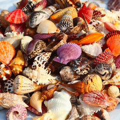 Seashells background