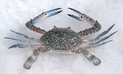 Crab