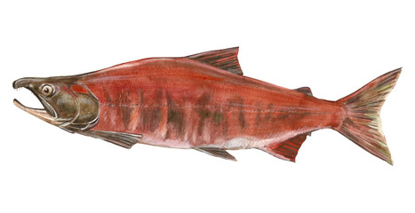 fish  salmon © sushkonastya