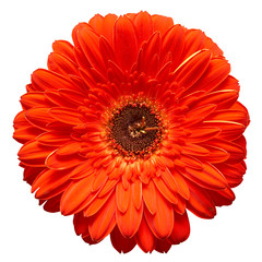 gerbera