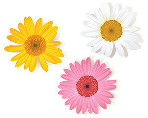 colorful daisy flowers on white
