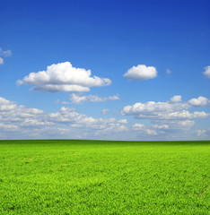 Obraz premium field