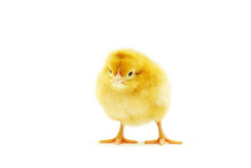 Obraz premium chicken