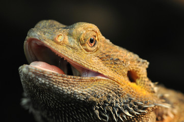 Bartagame - Bearded dragon