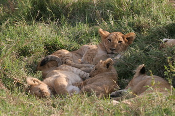 Group of lions laying in high grass (Serengeti National Park).