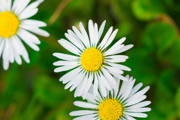 Obraz premium White daisy