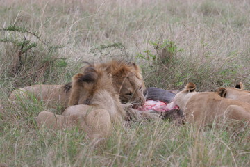 Group of lions laying in high grass (Masai Mara National Park).